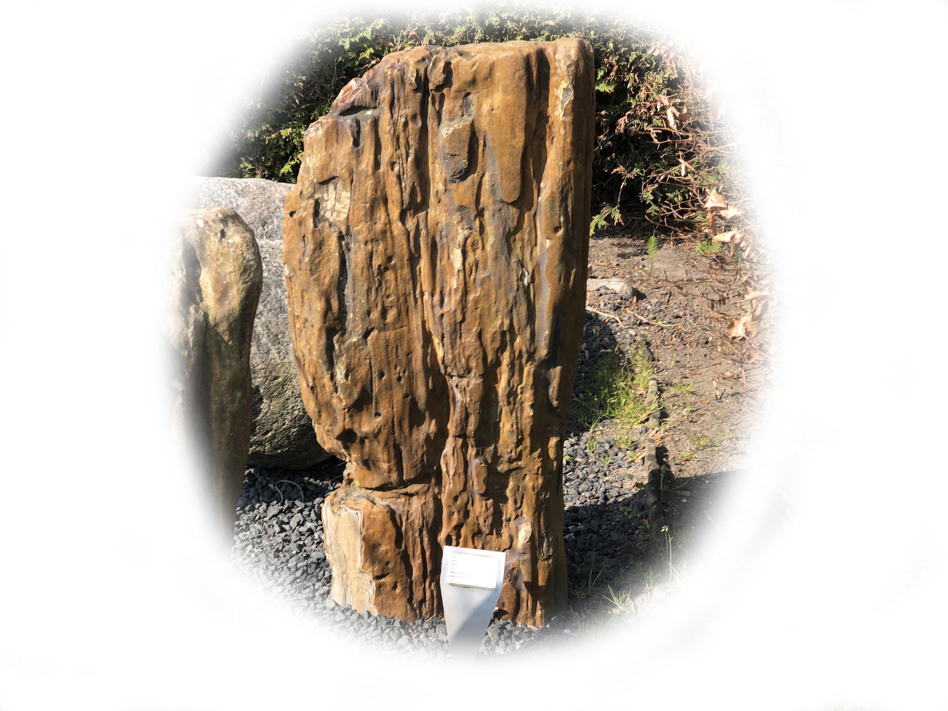 Grafsteen – Versteend Hout K-133